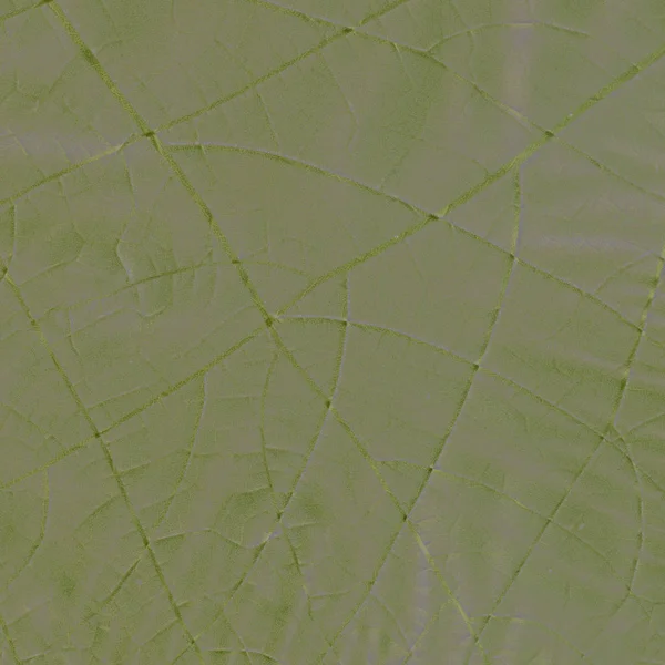 Gray Green Background Based Grape Leaf Texture Useful Background — Stock Photo, Image