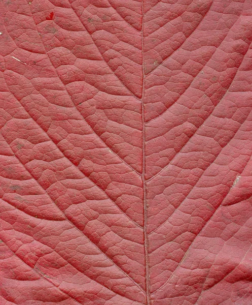Tekstura Spasionego Liścia Dzikich Winogron Zbliżenie — Zdjęcie stockowe