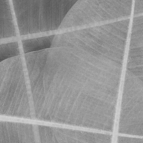 Gray Background Based Ficus Leaves Texture — Stock Photo, Image