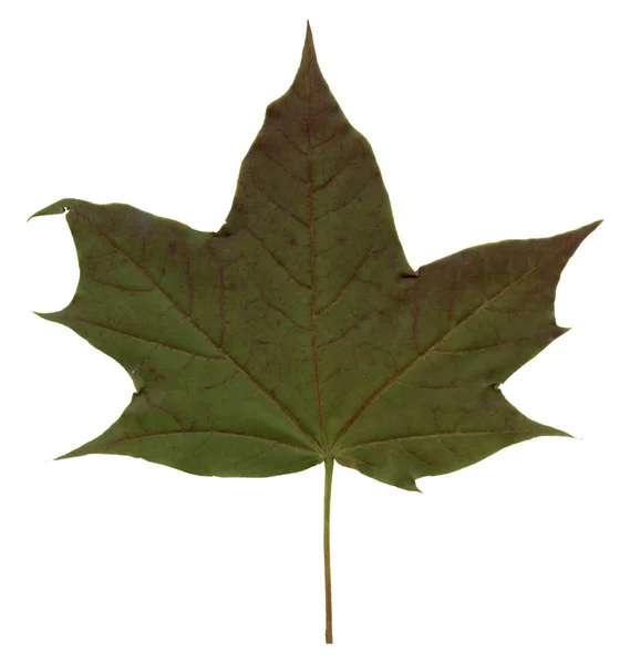 Green Maple Leaf Red Streaks Isolated White Background — Stock Photo, Image