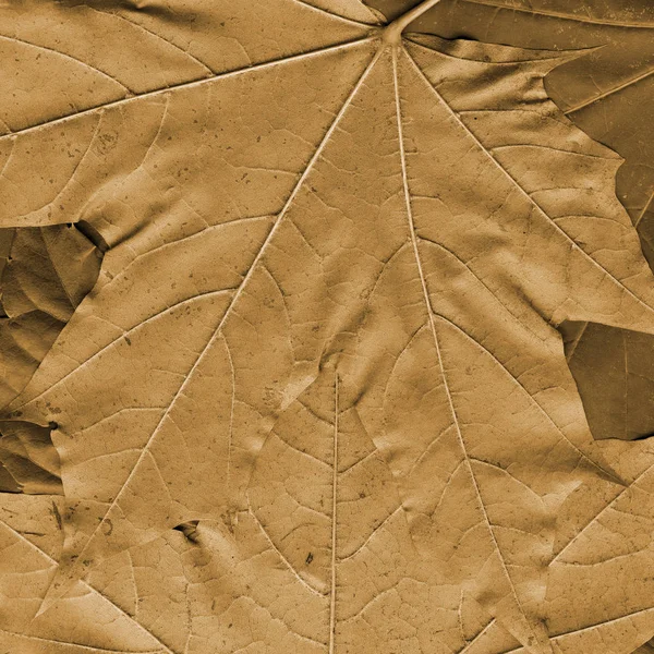 Hintergrund Aus Gelb Braunen Ahornblättern Nützlich Für Designarbeiten — Stockfoto