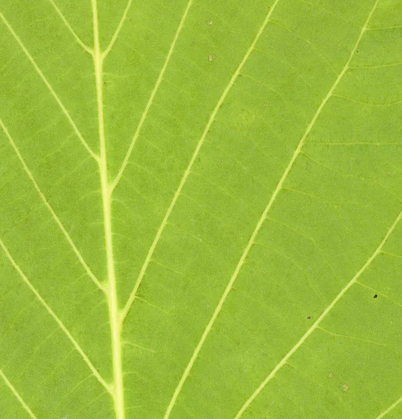 Υφή Του Maple Leaf Κινηματογράφηση Πρώτο Πλάνο Χρήσιμα Για Σχεδιασμό — Φωτογραφία Αρχείου
