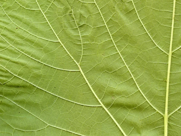 Textura Uma Folha Uva Como Fundo Trabalhos Desenho — Fotografia de Stock