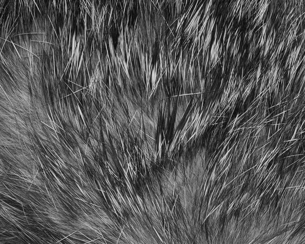 Υψηλή Αναλυτική Γκρίζα Φυσική Γούνα Υφή Φόντο — Φωτογραφία Αρχείου