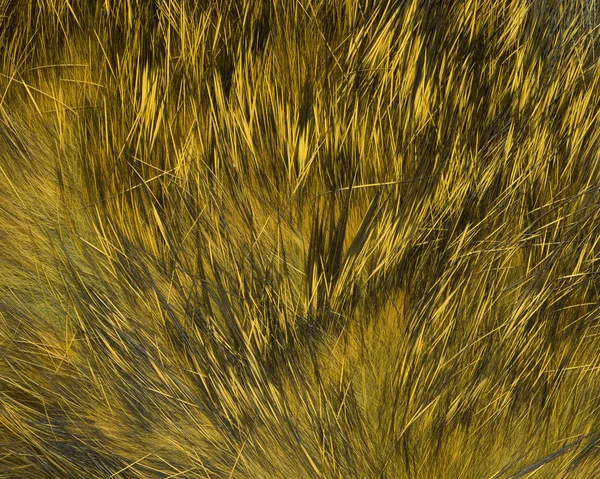 Висока Деталізована Жовта Текстура Натурального Хутра Фон — стокове фото