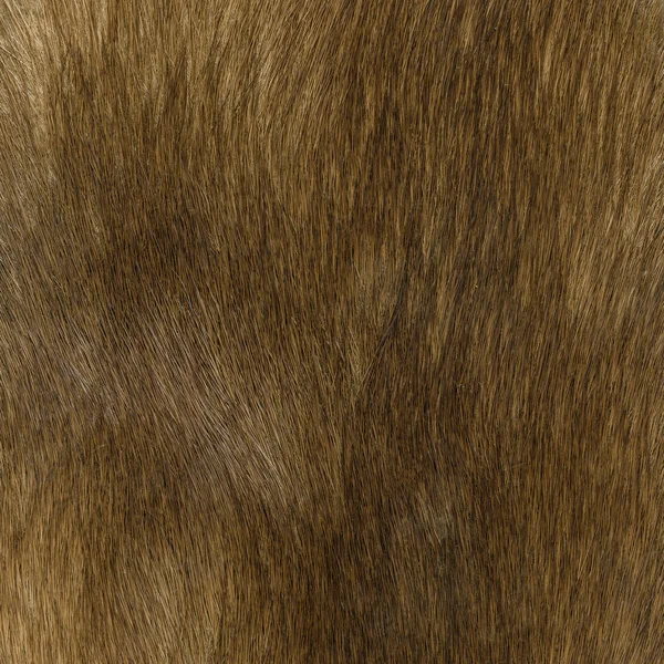 brown natural fur texture as background