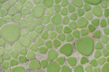 tam kare resmi bir şekilde dekore edilmiş yeşil taş duvar arka plan 