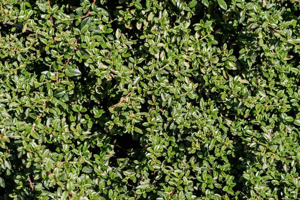 Nahaufnahme Von Zweigen Mit Grünen Blättern — kostenloses Stockfoto