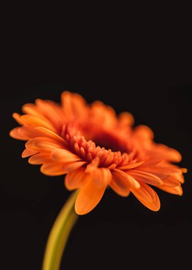 turuncu çiçek açan gerbera çiçek, siyahta izole kapatmak