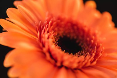 texture of orange gerbera flower, isolated on black clipart