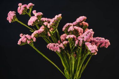 siyah izole buket pembe statice çiçek (limonium),