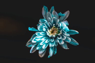 mavi ve beyaz çiçek, siyahta izole üstten görünüm