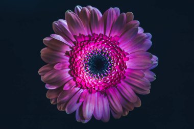 top view of gerbera flower with purple petals, isolated on black clipart