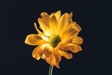 one yellow daisy flower, isolated on black clipart