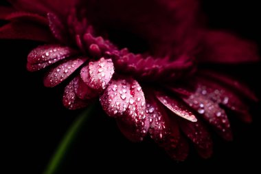 Gerbera
