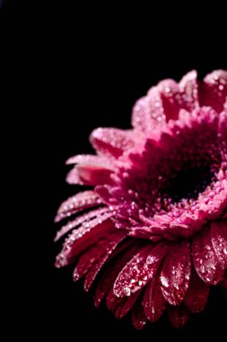 pembe gerbera çiçek yaprakları, siyah arka plan üzerine izole üzerinde damla ile yakın çekim