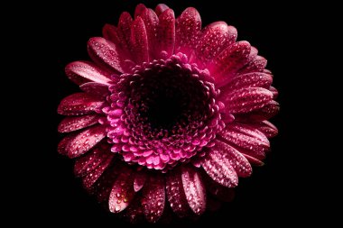 pembe gerbera çiçek damla ile üstten görünüm üzerinde siyah izole yaprakları,