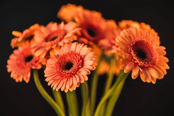 Bukiet Kwiatami Piękny Pomarańczowy Gerbera Czarnym Tle — Zdjęcie stockowe