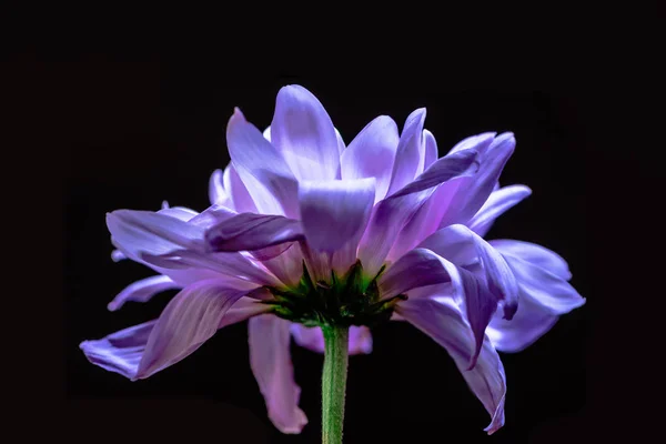 Flower — Stock Photo, Image