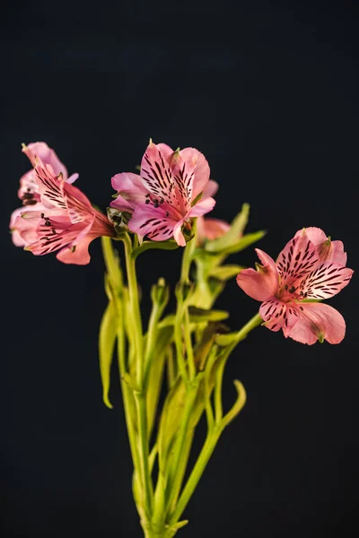 Plano Estudio Flores Alstroemeria Rosa Aislado Negro — Foto de Stock