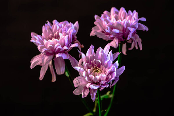 studio shot of three pink flower, isolated on black