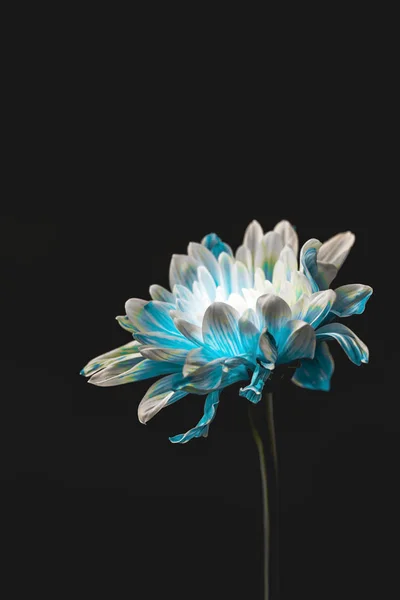 Plan Studio Fleur Bleue Blanche Isolé Sur Noir Avec Espace — Photo