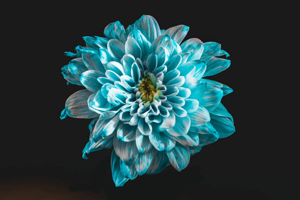 крупный план цветка с синими и белыми лепестками, изолированный на черном
