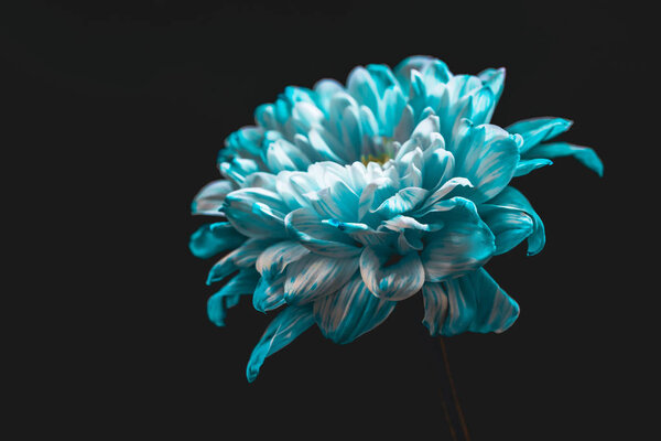 close up of blue and white flower, isolated on black