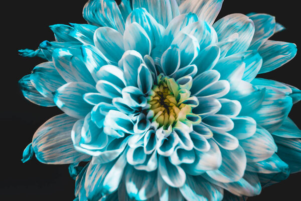 close up of beautiful blue and white daisy, isolated on black