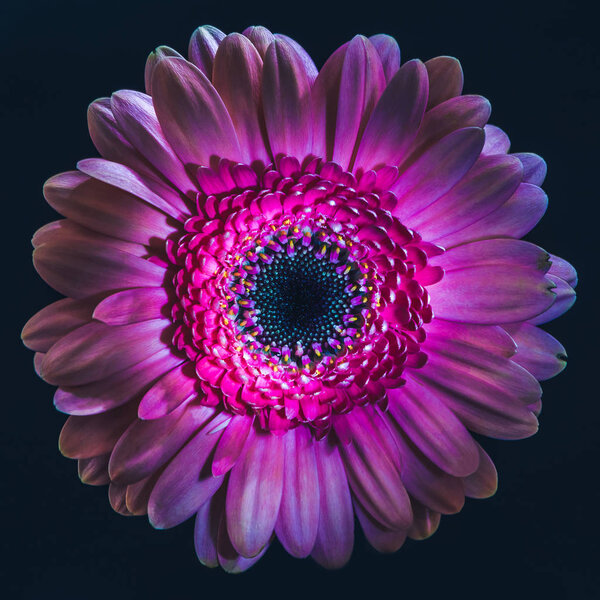 top view of violet gerbera flower, isolated on black