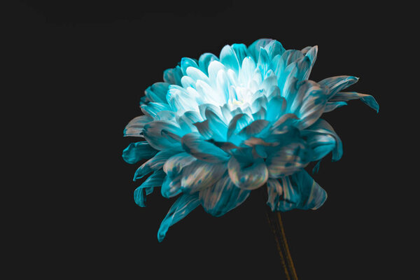 close up of blue and white daisy, isolated on black