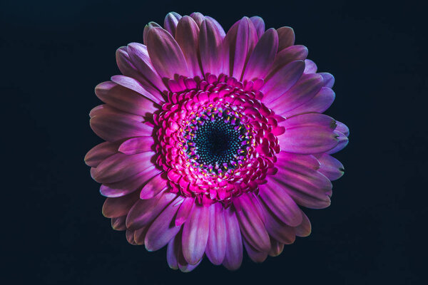 top view of gerbera flower with purple petals, isolated on black