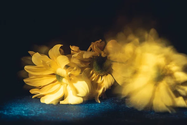 Gele Bloemen Donkere Achtergrond Wazig — Gratis stockfoto