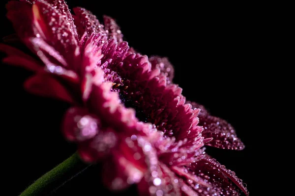 Close Fresh Pink Gerbera Flower Drops Petals Isolated Black — Stock Photo, Image