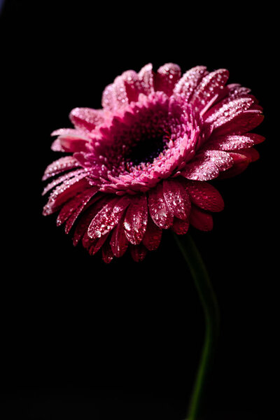 close up of fresh pink gerbera with drops on petals, isolated on black
