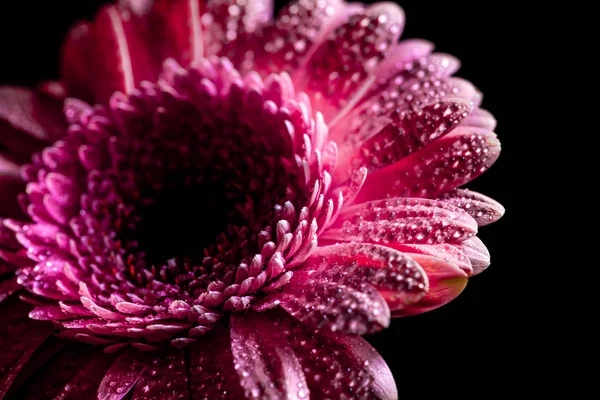 Nahaufnahme Einer Gerbera Blume Mit Tropfen Auf Rosa Blütenblättern Isoliert — Stockfoto