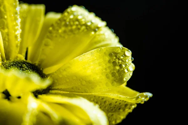 Perto Flor Amarela Com Baixas Pétalas Isoladas Preto — Fotos gratuitas