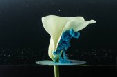 Detailní pohled krásná nabídka bílá kala květina a modrý inkoust na černém pozadí