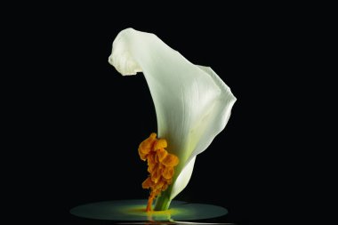 beautiful tender white calla lily flower and orange paint on black
