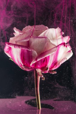 close-up view of beautiful white rose flower and bright pink ink on black  clipart