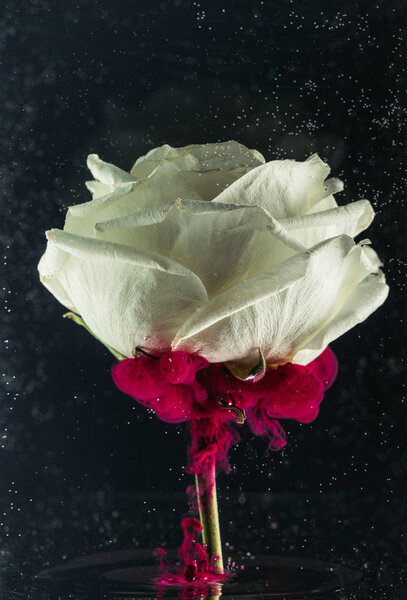 Close-up view of beautiful tender white rose flower and pink ink on black