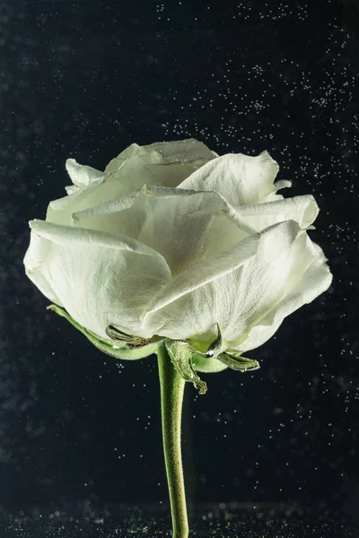 Close View Beautiful Tender White Rose Flower Black — Stock Photo, Image