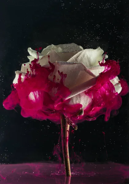 Красивый Нежный Белый Цветок Розы Розовая Краска Черном — стоковое фото