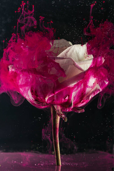 beautiful white rose flower and bright pink ink on black  