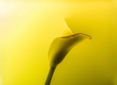 close-up view of beautiful calla lily flower in abstract yellow paint clipart