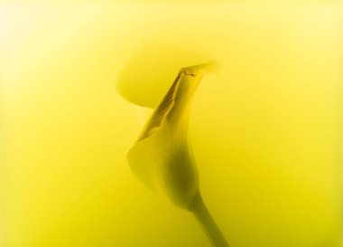 yakından görmek güzel ihale calla lily çiçek sarı boya
