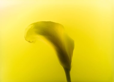 yakından görmek güzel calla lily çiçek sarı boya