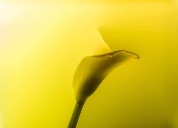 Vista Close Bela Flor Lírio Calla Tinta Amarela Abstrata — Fotografia de Stock