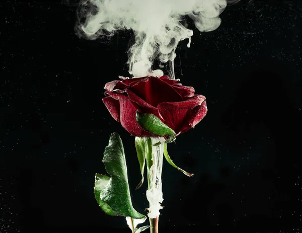 美しい赤いバラの花と黒のインクを流れる白のクローズ アップ ビュー — ストック写真