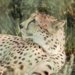 Close up view of beautiful cheetah animal resting on green grass at zoo